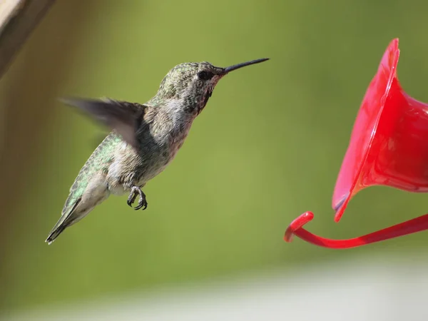Anna Hummingbird alimentando-se na mosca do alimentador — Fotografia de Stock