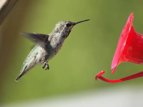 Anna Hummingbird feeding on the fly from the feeder — Stock Photo, Image