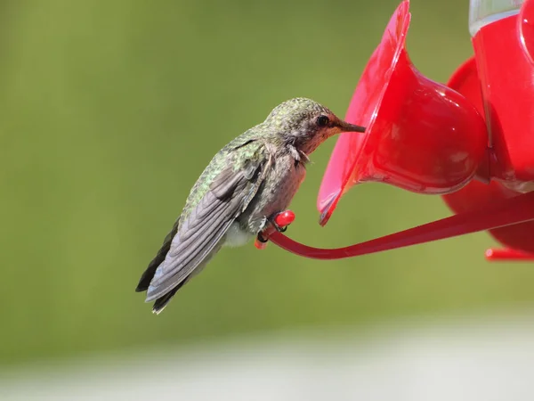 Anna Hummingbird feeding from the feeder — Stock Photo, Image