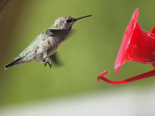 Anna Hummingbird feeding on the fly from the feeder — Stock Photo, Image