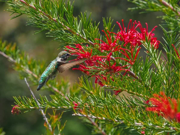 Annas Kolibri (calypte anna)) — Stockfoto