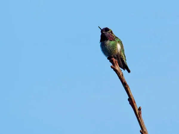 Kolibřík posazený — Stock fotografie