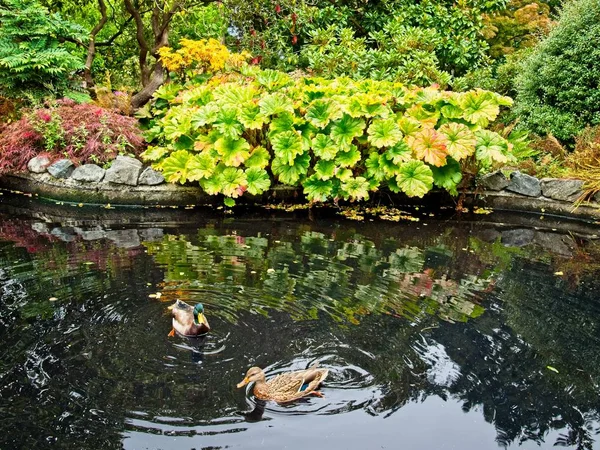 Canards dans l'étang — Photo