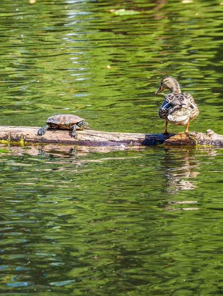 Anka och sköldpadda på loggen i dammen, tittar på varandra — Stockfoto