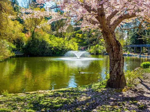 Cerezo floreciendo sobre el estanque en el parque — Foto de Stock