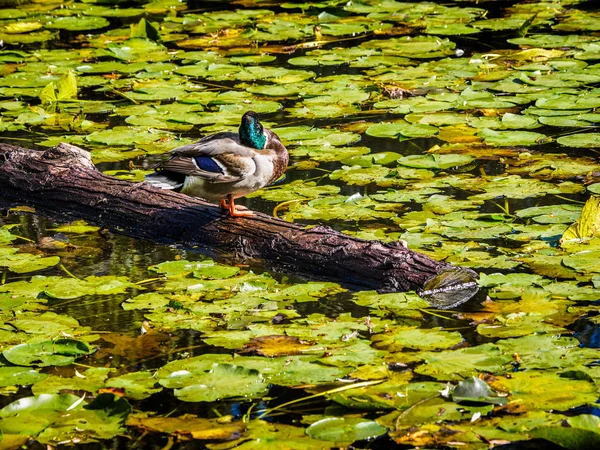 Anka på stocken i sjön i den offentliga Beacon Hill Park, Vict — Stockfoto