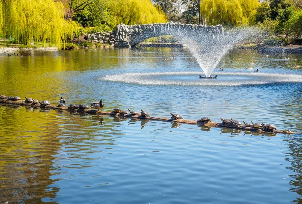 Tortugas de estanque y patos tomando el sol en el tronco del lago — Foto de Stock