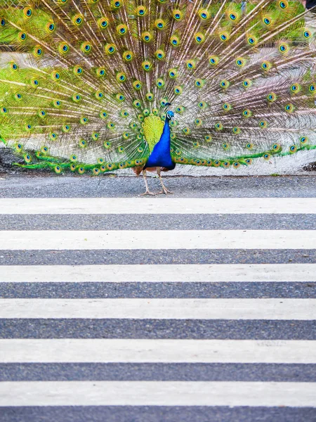 Pfauenmännchen überquert Straße über Zebrastreifen — Stockfoto