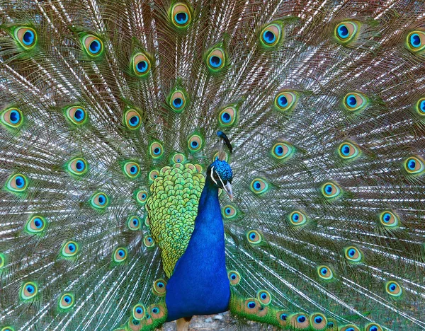 Male peacock displaying fully opened tail