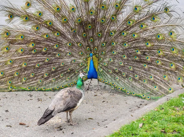 Urban påfåglar uppvakta — Stockfoto