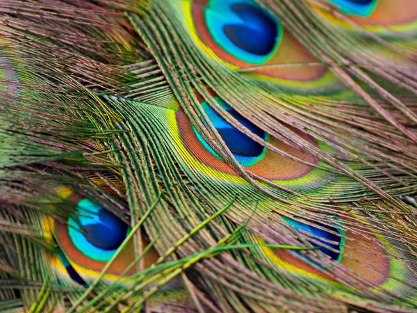 Tavus kuşu tüyü detay