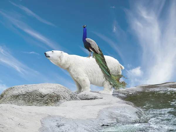 Polar bear and peacock