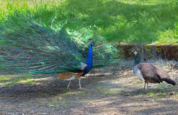 Peacock en peahen hofmakerij — Stockfoto