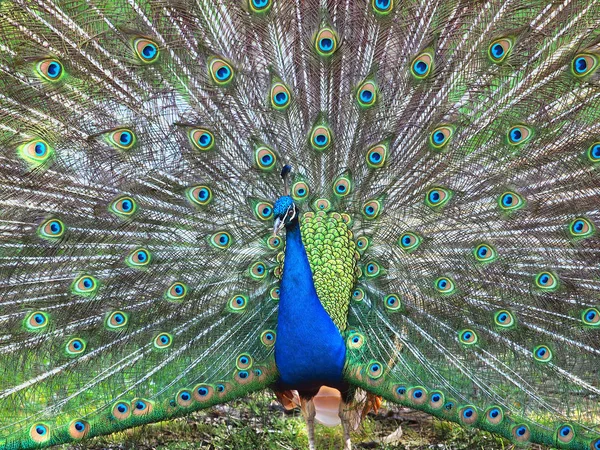 Pfau mit offenem Schwanz — Stockfoto