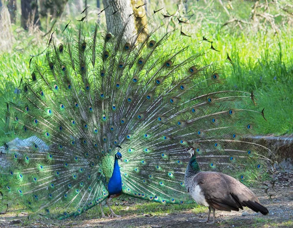 Påfågel och peahen uppvakta — Stockfoto