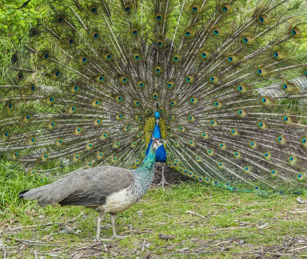 Påfågel och peahen uppvakta — Stockfoto