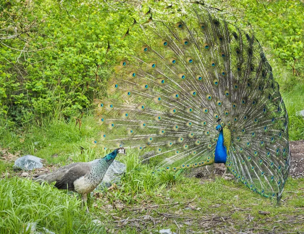 Påfågel och peahen uppvakta — Stockfoto