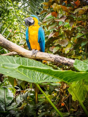 Mavi ve altın Amerika papağanı (Ara ararauna)