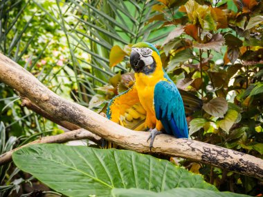 Mavi ve altın Amerika papağanı (Ara ararauna)
