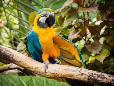 Mavi ve altın Amerika papağanı (Ara ararauna)