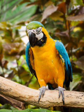 Mavi ve altın Amerika papağanı (Ara ararauna)