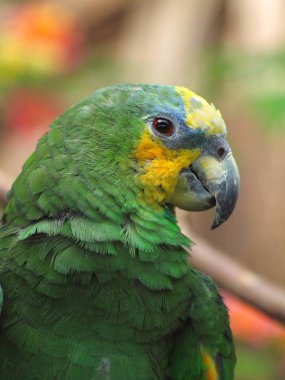 Yeşil papağan