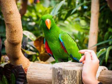 erkek eclectus papağanı