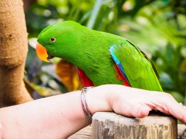 erkek eclectus papağanı