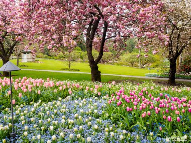Tulip border under blossoming cherry trees in the spring garden clipart