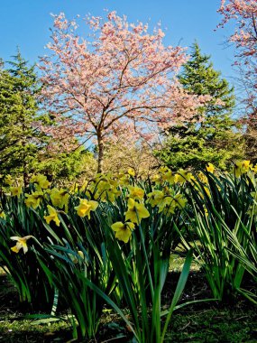 Kiraz ağacı sarı nergis