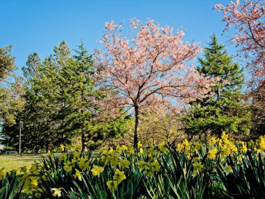 Kiraz ağacı sarı nergis