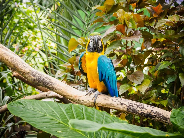Mavi ve altın Amerika papağanı (Ara ararauna)
