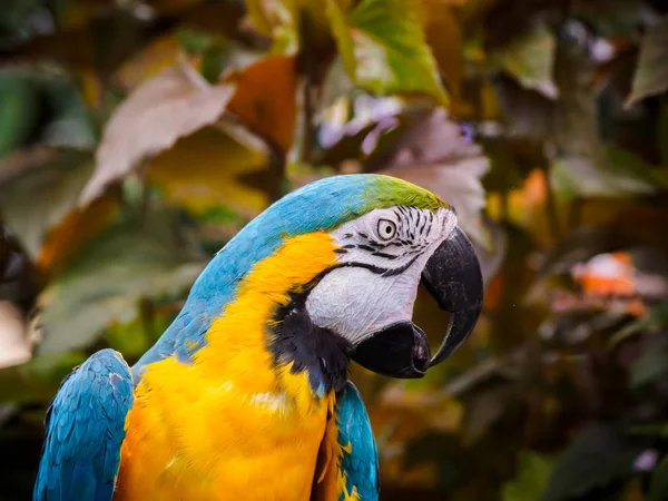 Blue-and-Gold Macaw  (Ara ararauna) — Stock Photo, Image