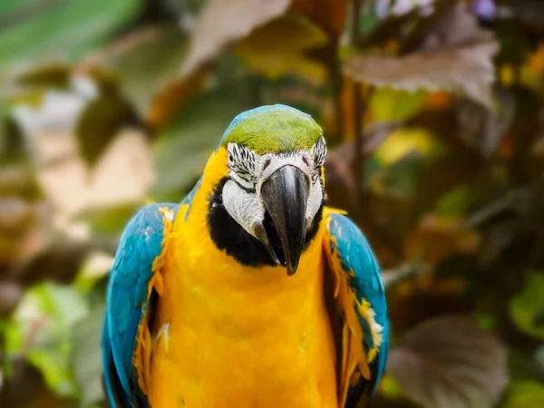 Blue-and-Gold Macaw  (Ara ararauna)