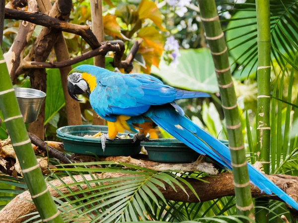 Guacamayo azul y dorado (Ara arararauna ) —  Fotos de Stock