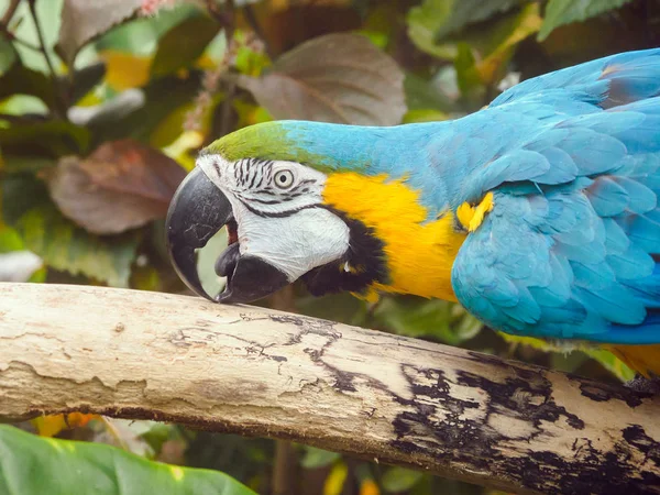 Blauw en goud Ara (Ara ararauna) — Stockfoto