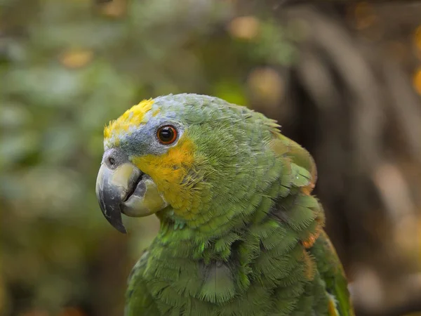 Papagaio-verde — Fotografia de Stock