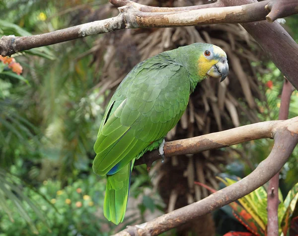 Зелений папуга — стокове фото
