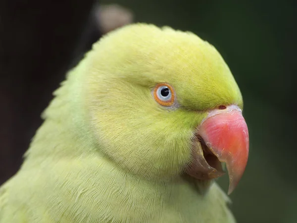 Індійська Ringnecked папуга (Psittacula krameri) — стокове фото