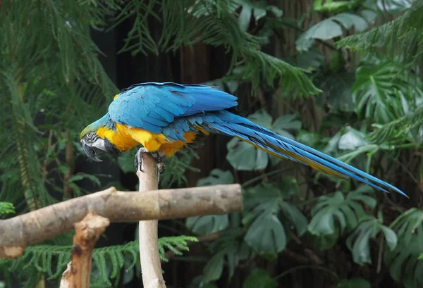 Синій і Золотий ара (ара Ararauna) — стокове фото