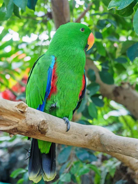 Папуга Eclectus на гілці — стокове фото