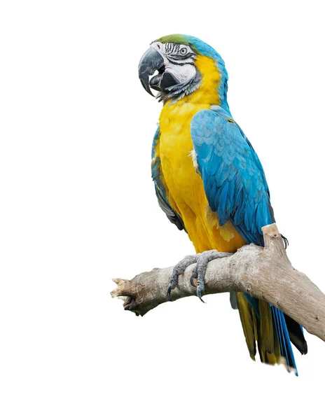 Arara azul e amarela (Ara ararauna ) — Fotografia de Stock