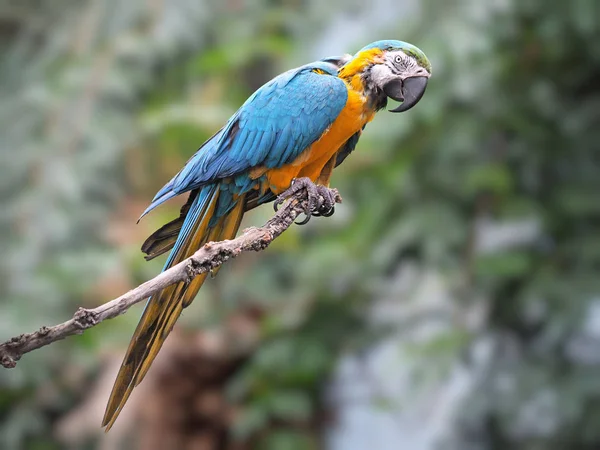 Mavi Altın Amerika Papağanı Ara Ararauna — Stok fotoğraf