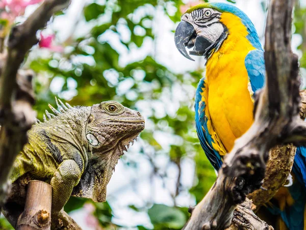 Iguana e Ara d'oro e blu — Foto Stock