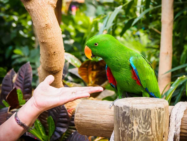 Mužské eclectus papoušek — Stock fotografie