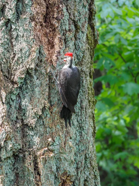 The pileated woodpeker (Dryopus pileatus) is picking at the — стоковое фото