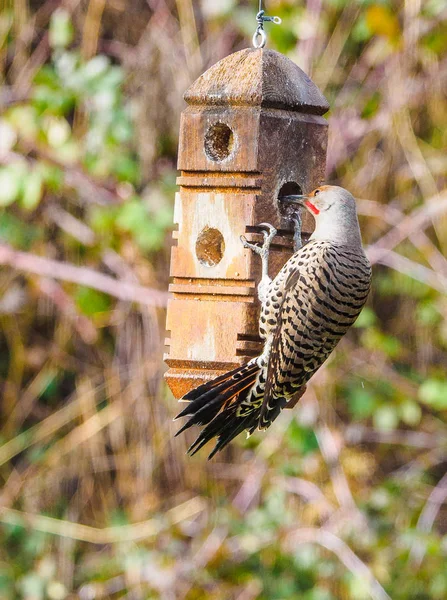 Northern Flicker (Colaptes auratus) — Stock Photo, Image