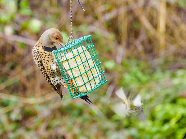 Flicker settentrionale (Colaptes auratus ) — Foto Stock