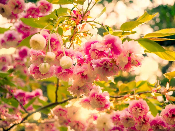 Cherry blooms närbild — Stockfoto