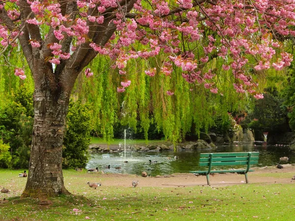 Bänken under cherry bloom — Stockfoto